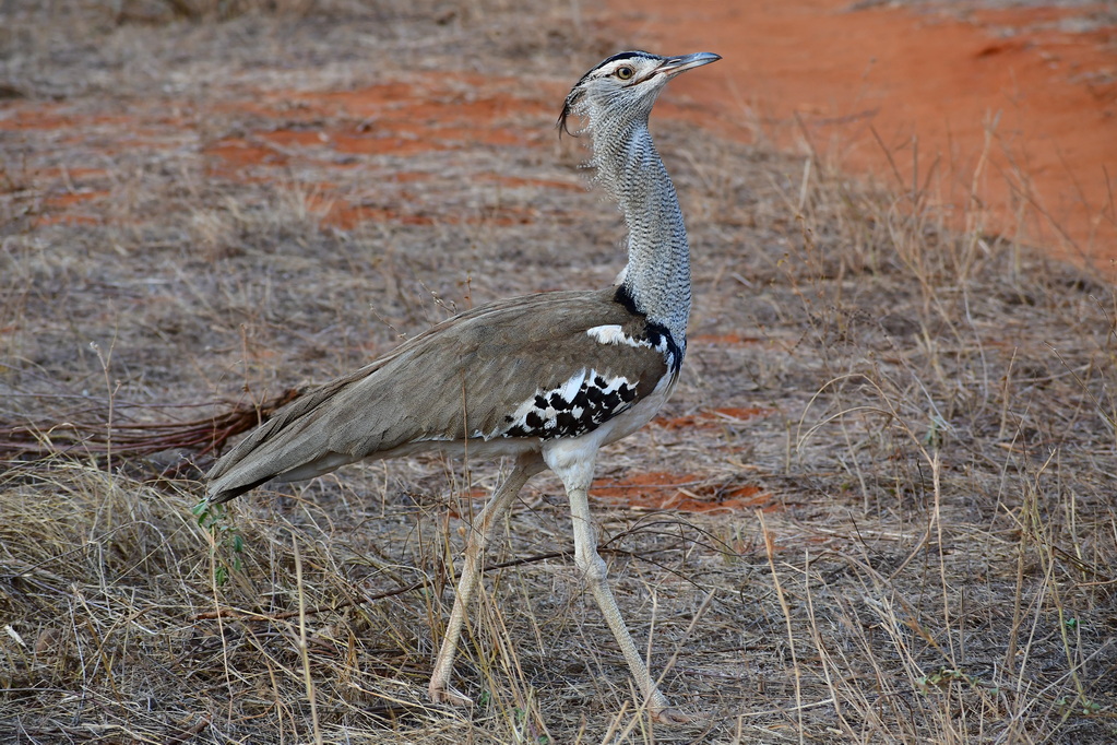 Tsavo East National Park